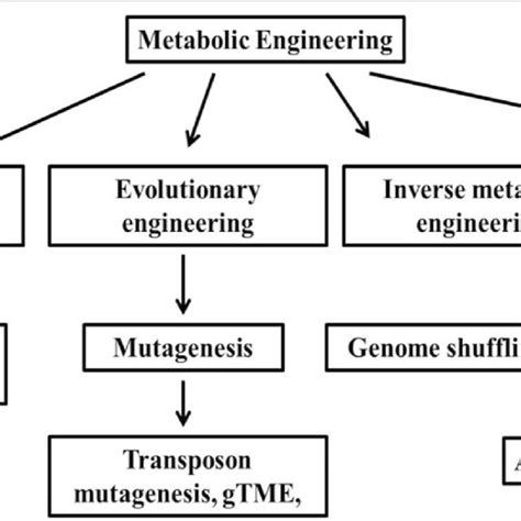 Metabolic engineering approaches for strain improvement (Source:... | Download Scientific Diagram