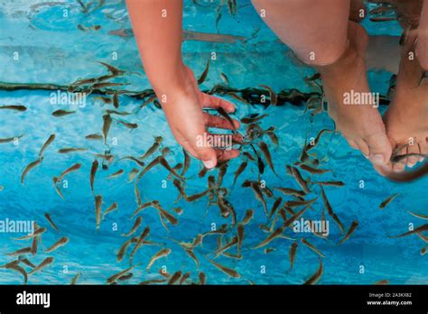 Doctor fish flock is in a spa aquarium near child hand and feet. Garra rufa or red garra fish ...