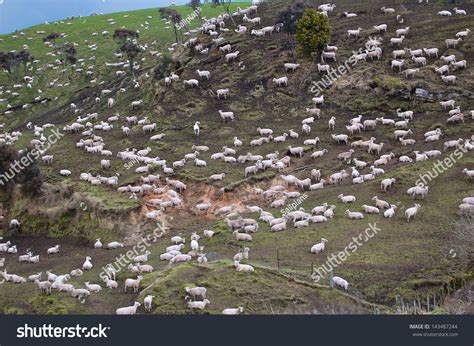 New Zealand Sheep Farm Stock Photo 143487244 : Shutterstock