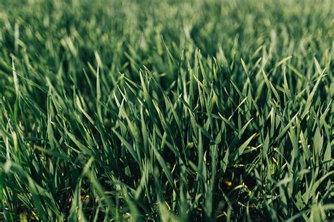 Royalty-Free photo: Close-ups of green grass | PickPik