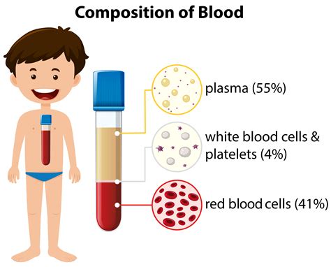 Chemical Makeup Of Blood Plasma - Makeup Vidalondon