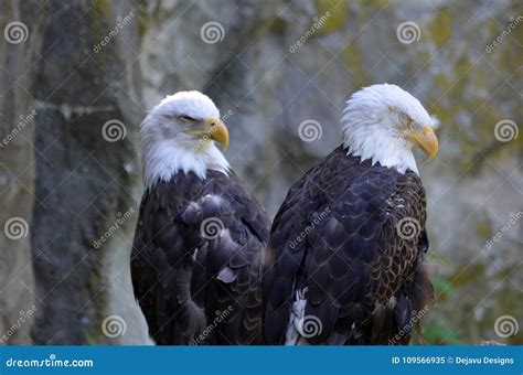 Great Pair of American Bald Eagles with Hooked Beaks Stock Image ...