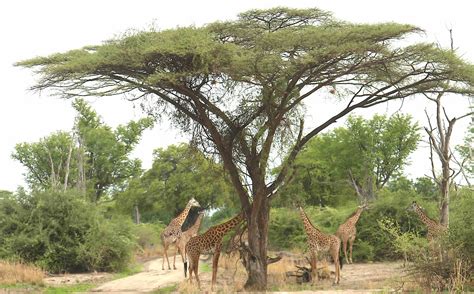 Zambia national parks - Victoria Falls Tours