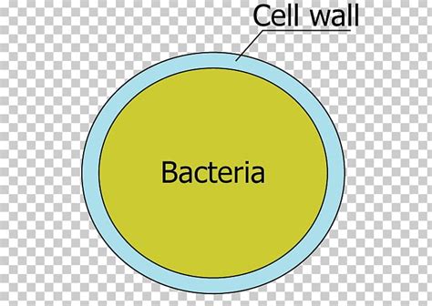 Cell Wall Bacterial Cell Structure Flagellum PNG, Clipart, Angle, Area ...