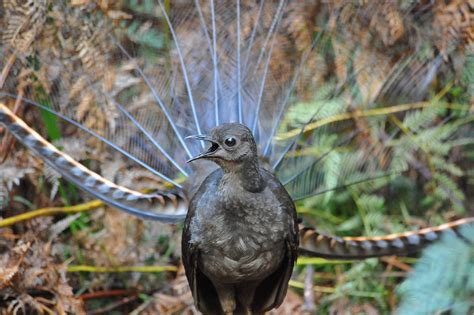 male-lyrebird | Courthouse News Service