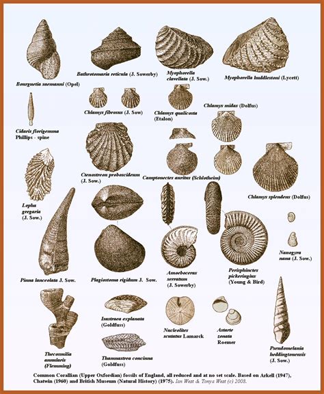 Shell Fossils Identification | www.imgkid.com - The Image Kid Has It!