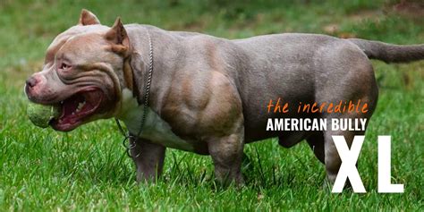 47+ American Bully Standard Size Photo - Codepromos