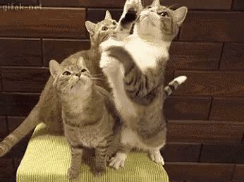 Frustrated Cat GIF - Frustrated Cat Fight - Discover & Share GIFs