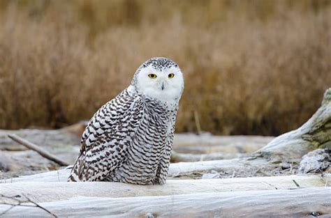 Tundra Snowy Owl Stock Photos, Pictures & Royalty-Free Images - iStock