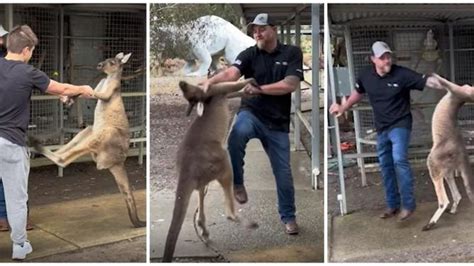 Viral video emerges showing Perth kangaroo and American tourist ‘having it out’ in Byford | PerthNow