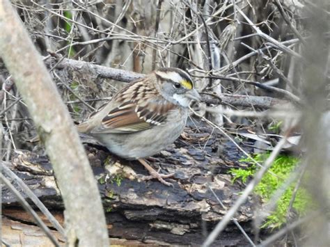 eBird Checklist - 16 Jan 2024 - Monte Verde Park - 29 species