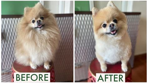 HAIRCUT FOR TOY POM I TEDDY BEAR HAIRCUT| HOW TO GROOM A POMERANIAN| Social Cravings| Shivani ...