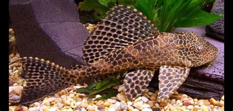 A Guide to Keeping Your Sailfin Pleco Healthy and Happy | Just Fish Things