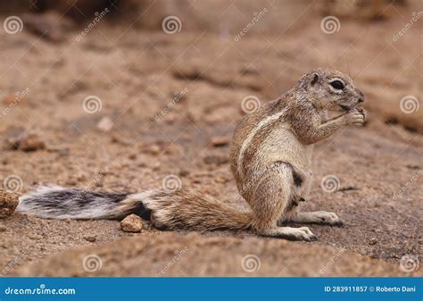 Cape ground squirrel stock image. Image of watch, sociable - 283911857