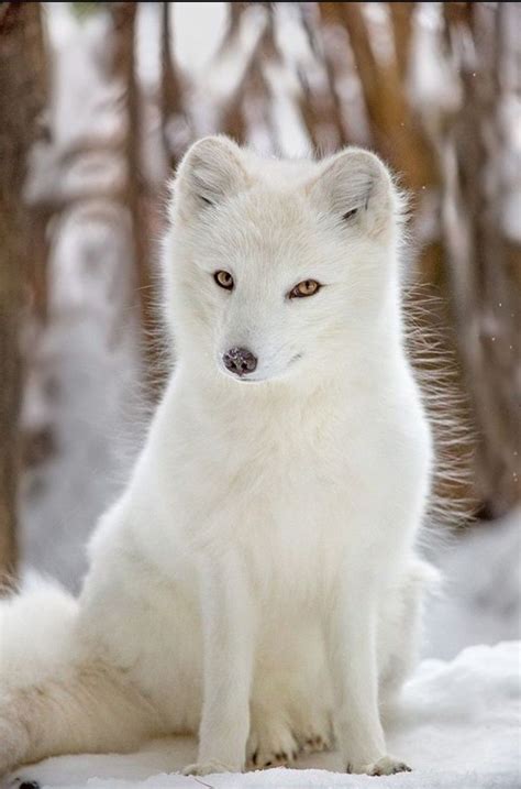 Blanco como la nieve y ojos de fuego. | Fotos de zorros, Animales ...