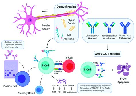 What Is The Mechanism Of Action Of Ocrelizumab? Quora, 52% OFF