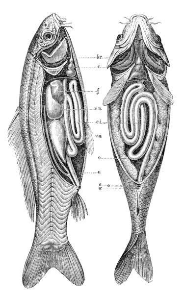 Print of Common carp anatomy | Anatomy images, Fish anatomy, Illustration