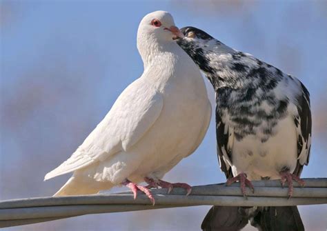 Courtship Behaviour in Animals - AnimalBehaviorCorner