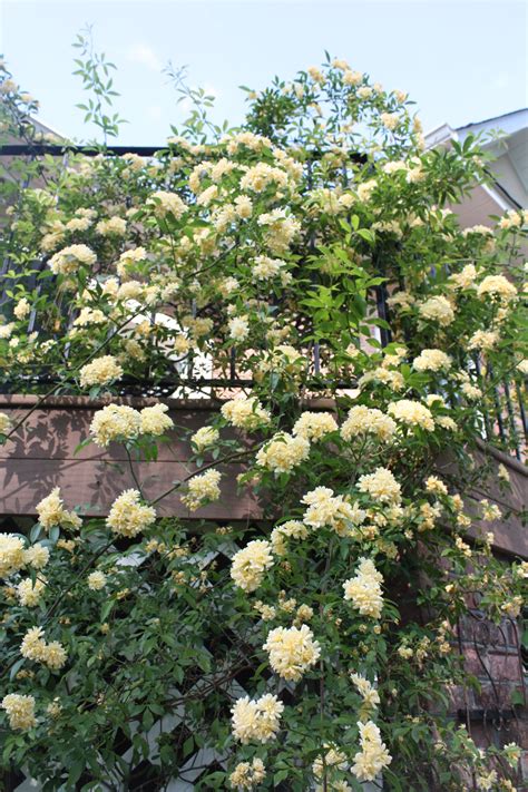 Ladies Bank Roses | Lady banks rose, Small yard, Plants