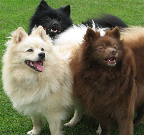 Pin on German Spitz Dogs