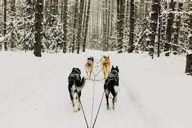 Top 5 Winter Activities in Muskoka | MyCottagestay.com