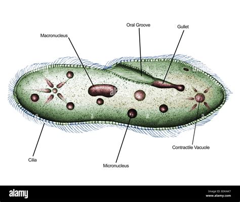 Lihat Paramecium Berkembang Biak Dengan Viral