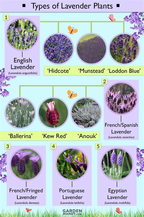 List of Different Types of Lavender Plant with Pictures | Lavender ...