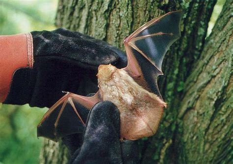 Red Bat - Lasiurus borealis - NatureWorks