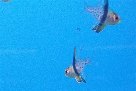 The Pajama Cardinalfish - Whats That Fish!