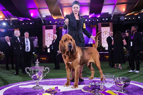 Westminster Dog Show 2022: Trumpet Is The First-Ever Bloodhound To Win ...