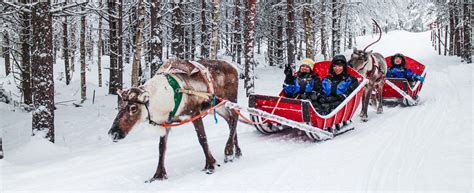 Snowmobile Safari to Reindeer Farm with Short Sleigh Ride - Lapland ...