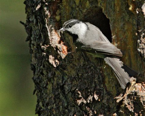 Mountain Chickadee | Coniferous Forest