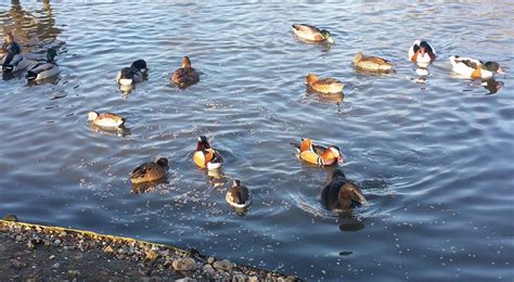 North Norfolk Visitor’s Guide: Blakeney Conservation Duck Pond