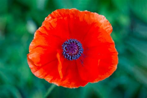 Memorial Day Poppies: The Significance Behind the Red Flowers