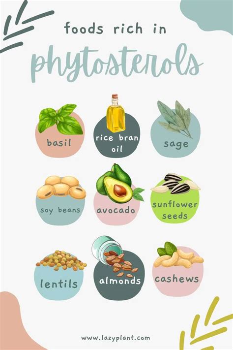 A list of foods high in phytosterols. - LazyPlant