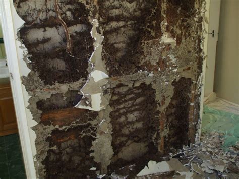 Termite Inspections - Termite Safe