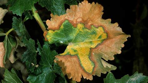 New Insight Into Why Pierce’s Disease Is So Deadly to Grapevines | UC Davis