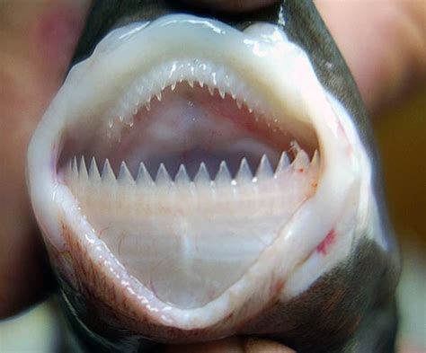 Smalltooth Cookiecutter Shark - The Australian Museum