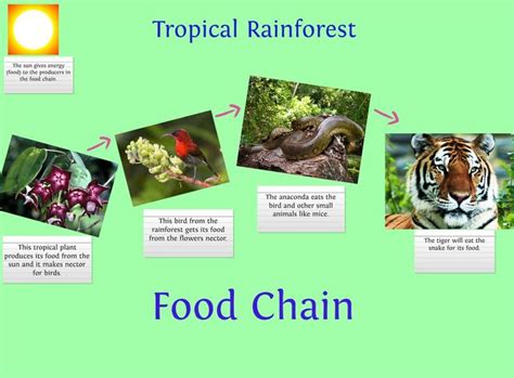 Tiger Food Chain Diagram