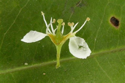 Families – Ohio Plants