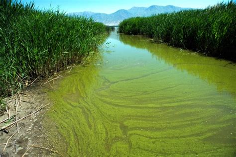 Algae blooms happening more often in Oregon