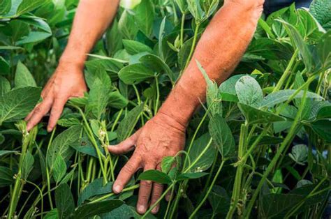 Agriculture in Pennsylvania | The Nature Conservancy