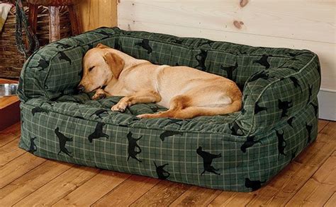 a brown dog laying on top of a green couch