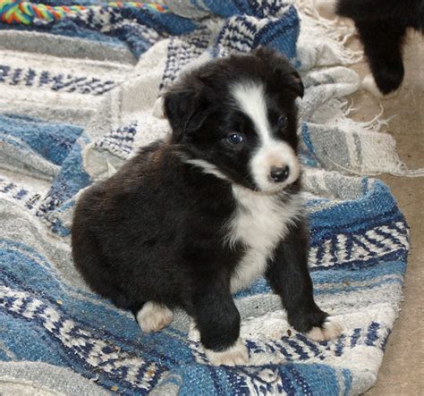 Australian Shepherd Border Collie Cross Puppies