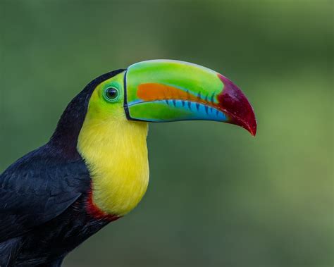 File:Keel-billed Toucan (16201157519).jpg - Wikimedia Commons