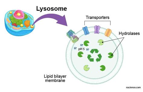 Lysosome - the cell’s recycling center - definition, structure, function, and biology | Biology ...