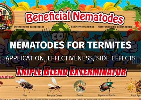 Beneficial Nematodes For Termtites: Are They Really Effective? | PestsGuide