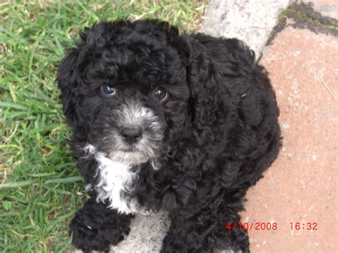 Black French Poodle Puppy | Poodle, Cachorros, Perros