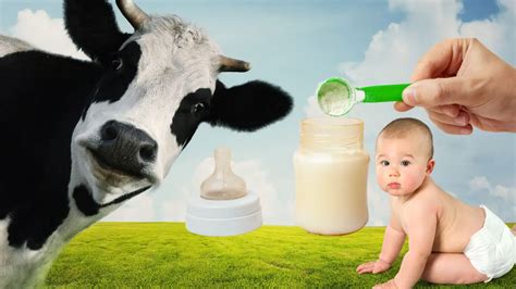 Organic Cow Milk Formula for Babies: Pros and Cons - TeddyCounty