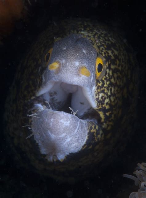 spotted #moray #eel | Sea life creatures, Ocean dwellers, Sea creatures